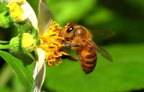 為什么家里有蜜蜂出現(xiàn)（家里無緣無故出現(xiàn)蜜蜂）