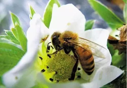 蜜蜂授粉,草莓農(nóng)戶怎樣用藥才不會對蜜蜂造成傷害