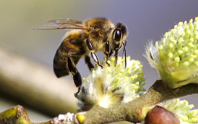 蜜蜂工蜂能飛多遠(yuǎn)