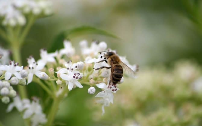 蜂王培育