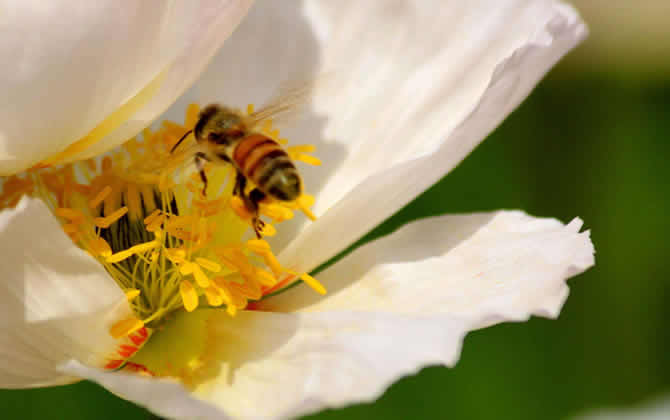 蜜蜂采蜜到釀蜜多久