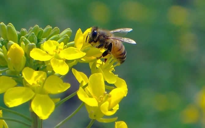 夢(mèng)見蜜蜂