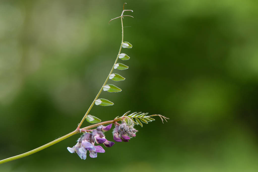 蜂蜜排行榜前十名（正宗蜂蜜是什么樣的）