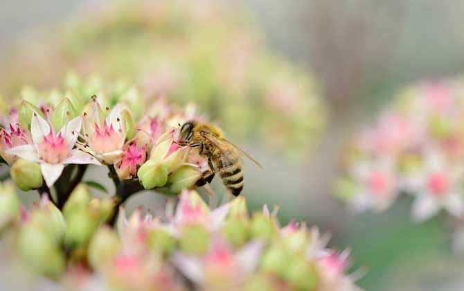 蜜蜂飛進(jìn)花蜜里如何采蜜