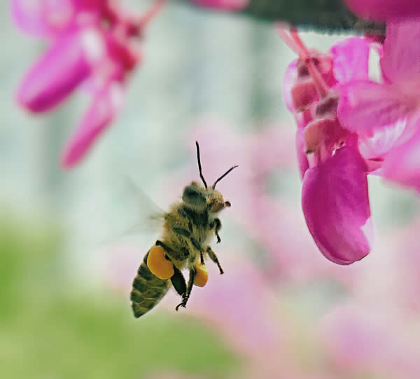 【蜜蜂知識】什么品種的中蜂蜂王最好？