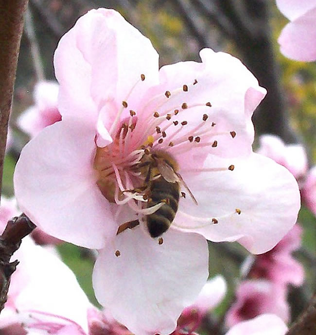 西方蜜蜂