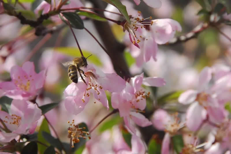 為什么要關(guān)蜂王？