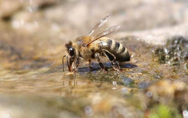 蜂王死了怎么辦