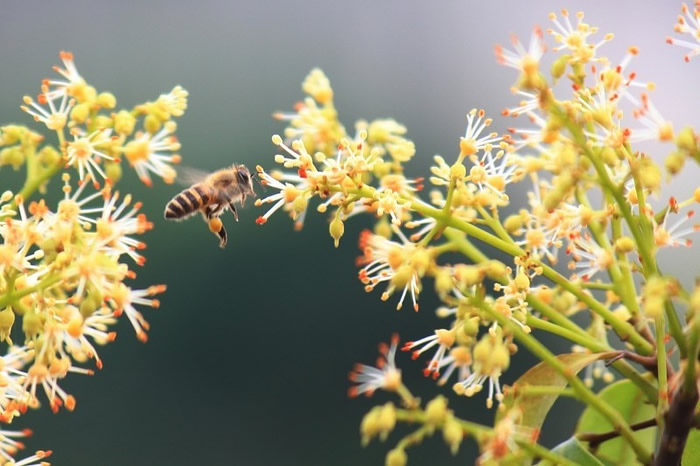 蜂王出臺(tái)幾天分蜂？