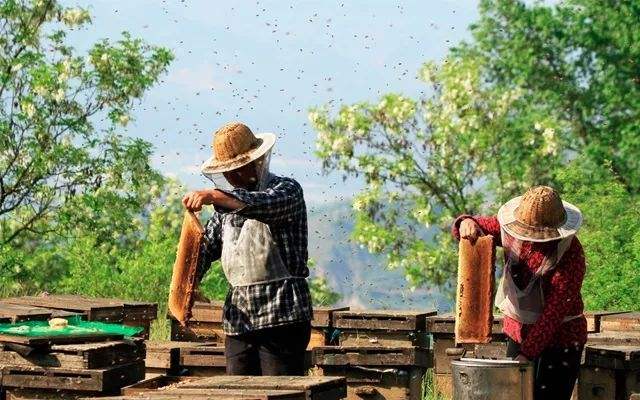 土蜂蜜價格大概多少錢一斤？