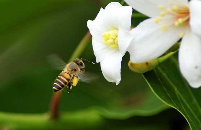 土蜂蜜價格大概多少錢一斤？