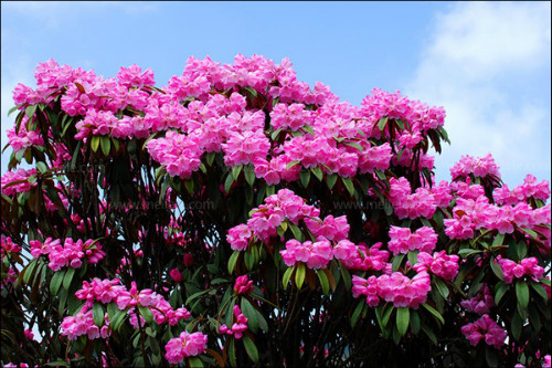 小葉杜鵑花怎么養(yǎng)才好看  小葉杜鵑花的養(yǎng)殖方法和注意事項(xiàng)