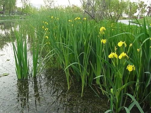 菖蒲拼音怎么讀（菖蒲的發(fā)音和使用方法）