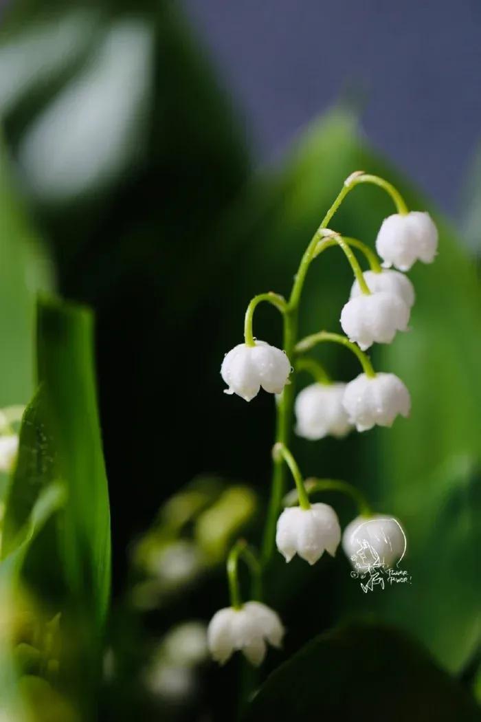 鈴蘭花的花語和象征意義（鈴蘭花的寓意）