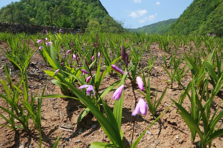 白芨市場(chǎng)價(jià)多少錢一斤（人工種植白芨價(jià)格）