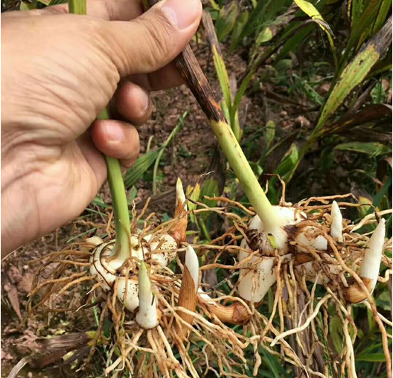 種植白芨賺錢嗎（白芨種植市場價(jià)格和投資效益）