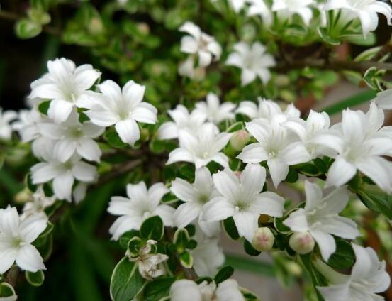 六月雪什么時(shí)候開(kāi)花（六月雪的花期及管理）