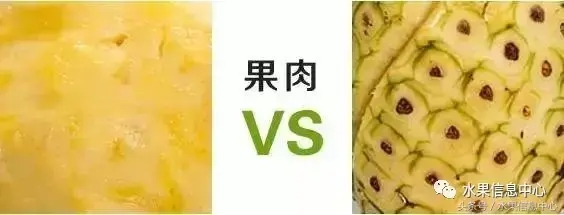 菠蘿的產(chǎn)地有哪些地方（菠蘿的產(chǎn)地和品種介紹）