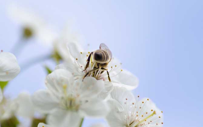 蜜蜂是怎么采蜜和釀蜜的？