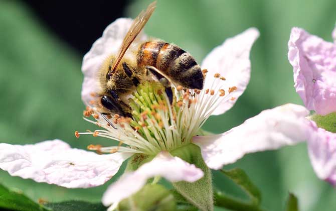 蜜蜂釀蜂蜜是為了什么？