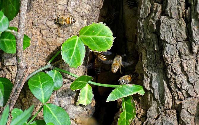 怎樣知道附近有野生蜜蜂窩？