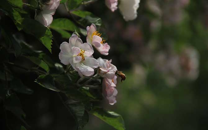 養(yǎng)蜂怎么給蜜蜂喂水？