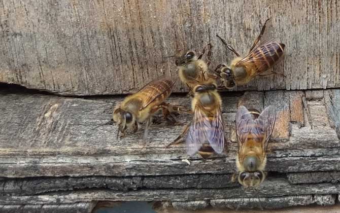 空蜂箱用什么吸引蜜蜂？