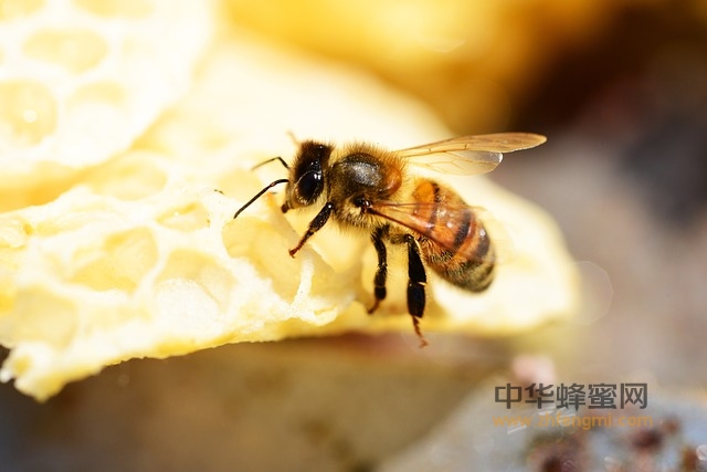 蜂產(chǎn)品中抗生素和農(nóng)藥污染的危害性