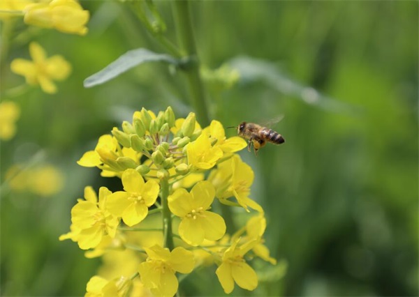 油菜蜂蜜到了夏天會(huì)變稀嗎?蜂蜜為什么會(huì)變稀?