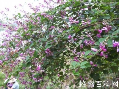 我國蜜源資源概況