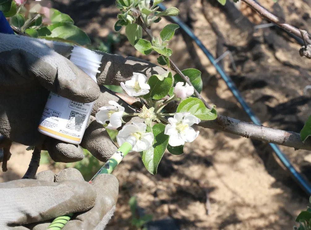 除了能采粉釀蜜的蜂種，還有一種授粉蜂——壁蜂