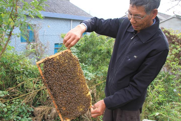 追花逐蜜，養(yǎng)蜂人老魏的“甜蜜事業(yè)”