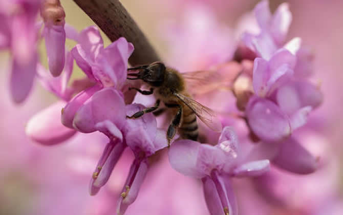 新手如何養(yǎng)蜜蜂？