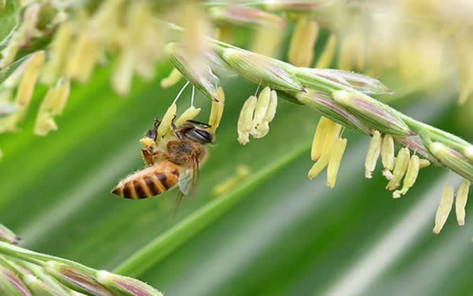 新手養(yǎng)意蜂好還是中蜂好？