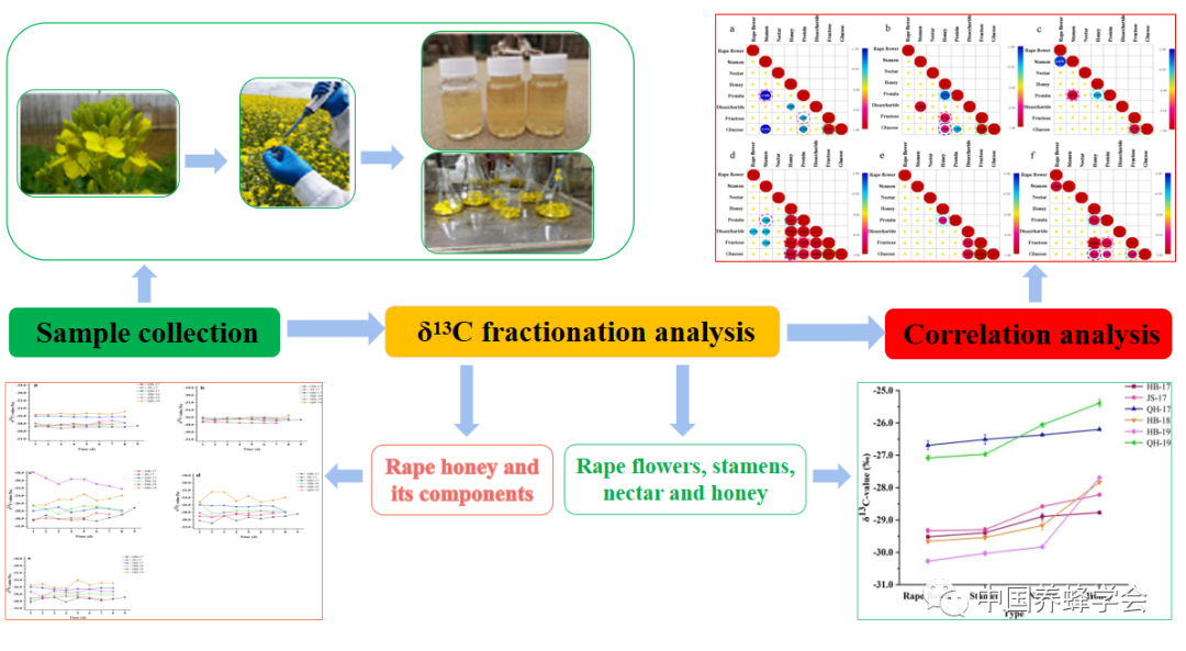 碳穩(wěn)定同位素測定蜂蜜溯源研究新思路