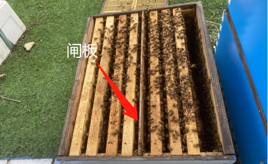 意蜂雙王群的操作方法（意蜂雙王群組建方法和管理技巧）