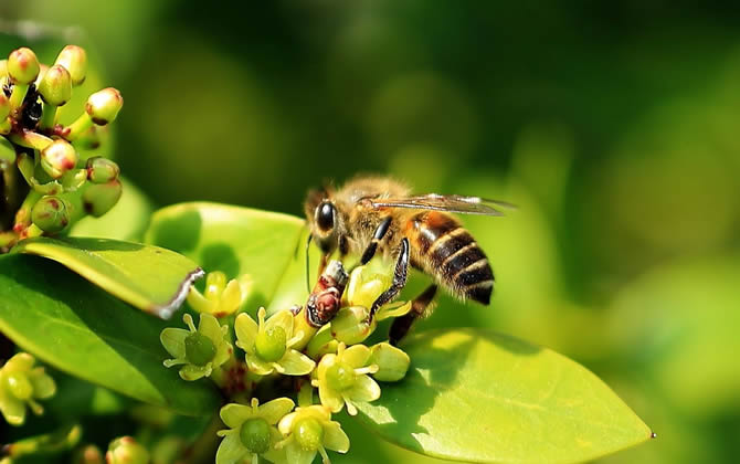 如何判斷蜂王交尾成功？