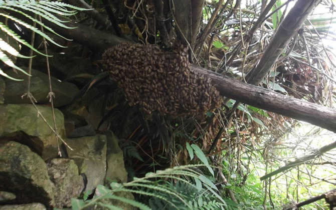 蜜蜂采蜜的同時對花朵有哪些影響（蜜蜂采蜜對花朵有什么影響和好處）