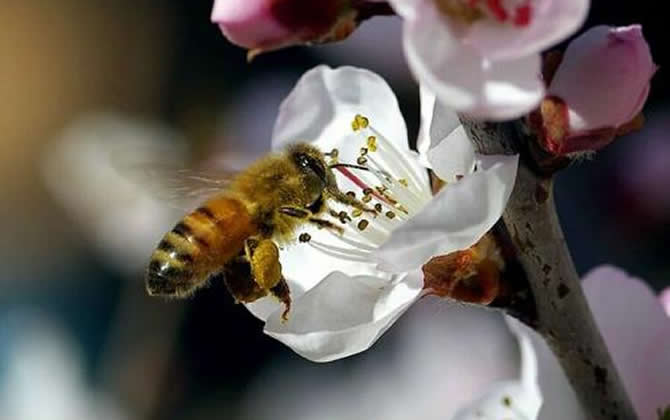 一畝大棚養(yǎng)殖多少蜜蜂（大棚里的蜜蜂怎么喂養(yǎng)）