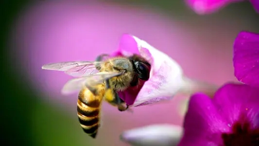 蜜蜂幾月可以喂水（蜜蜂怎么喝水什么時(shí)候喂最好）