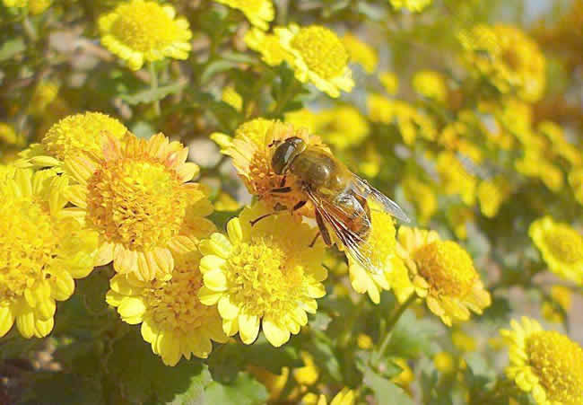 家里來蜜蜂是什么預兆？預示什么？（家里來蜜蜂測吉兇）