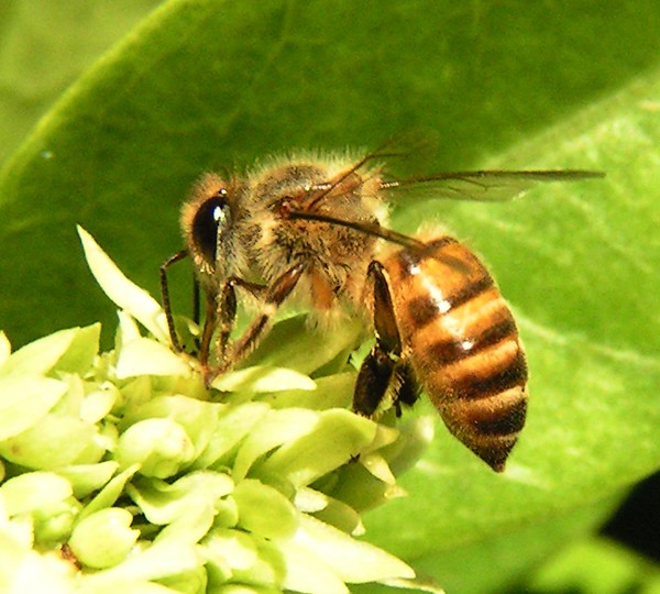 中蜜一號(hào)與松丹一號(hào)那個(gè)采蜜好（中蜜一號(hào)和松丹一號(hào)哪個(gè)好）