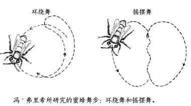 蜜蜂的舞蹈有什么作用？