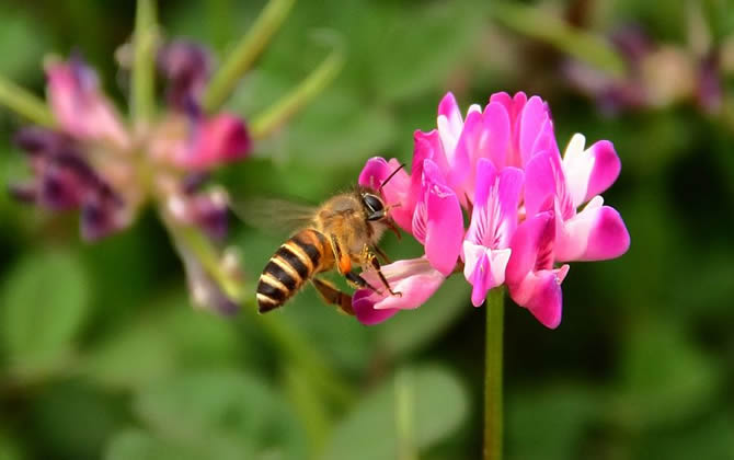 新手養(yǎng)蜂有哪些禁忌？