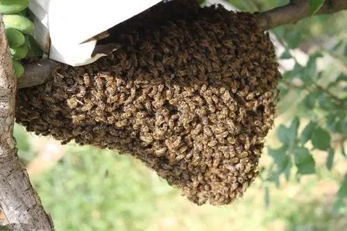 蜜蜂怎么分蜂種（蜜蜂怎樣分蜂怎樣分群）