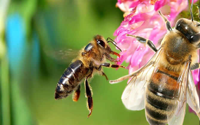 養(yǎng)一箱蜜蜂要多少成本？