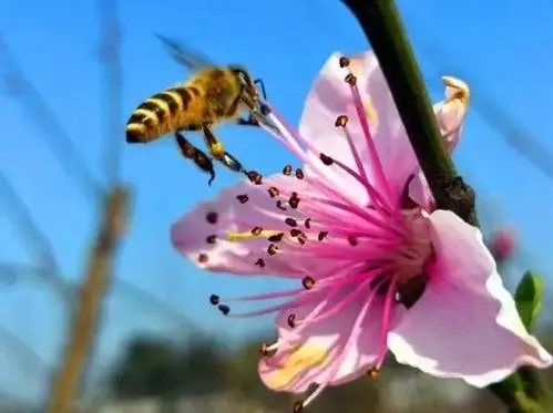 蜜蜂會(huì)采紅花油茶花的蜜和粉嗎（油茶花對(duì)蜜蜂的影響）