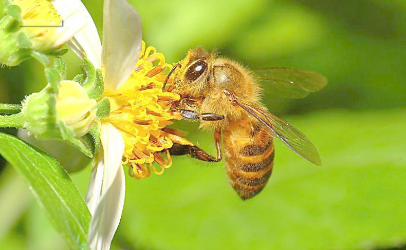 新手養(yǎng)蜜蜂應(yīng)注意哪些（新手養(yǎng)蜂需注意哪些要點(diǎn)）