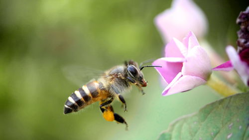 蜜蜂養(yǎng)殖需要幾年（養(yǎng)蜂要學(xué)多久）