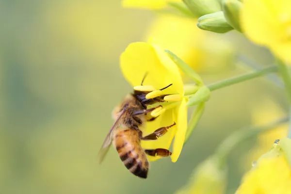 長(zhǎng)途運(yùn)輸工蜂咬脾是什么原因（蜜蜂咬巢脾是什么問(wèn)題）